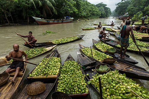 ভিমরুলী: পেয়ারা বাগান ও ভাসমান বাজারের অপার সৌন্দর্য ভিমরুলী: পেয়ারা বাগান ও ভাসমান বাজারের অপার সৌন্দর্য